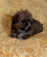 Madix, a female Shih Tzu for sale in Commodore, PA – Photo 2 of 2