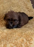 Madix, a female Shih Tzu for sale in Commodore, PA – Photo 1 of 2