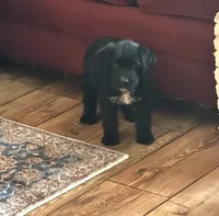 Athena, a female Labradoodle for sale in Commodore, PA – 2 of 2