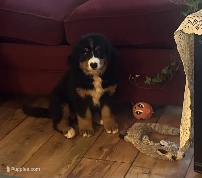 Bernie – Bernese Mountain Dog puppy for sale in Commodore, PA