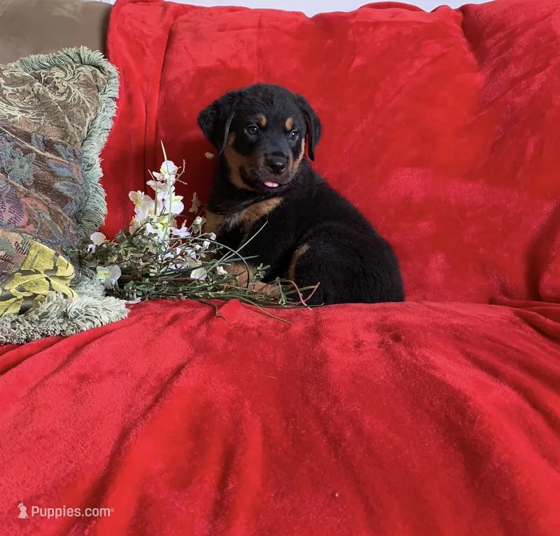 Kash – Rottweiler puppy for sale in Commodore, PA