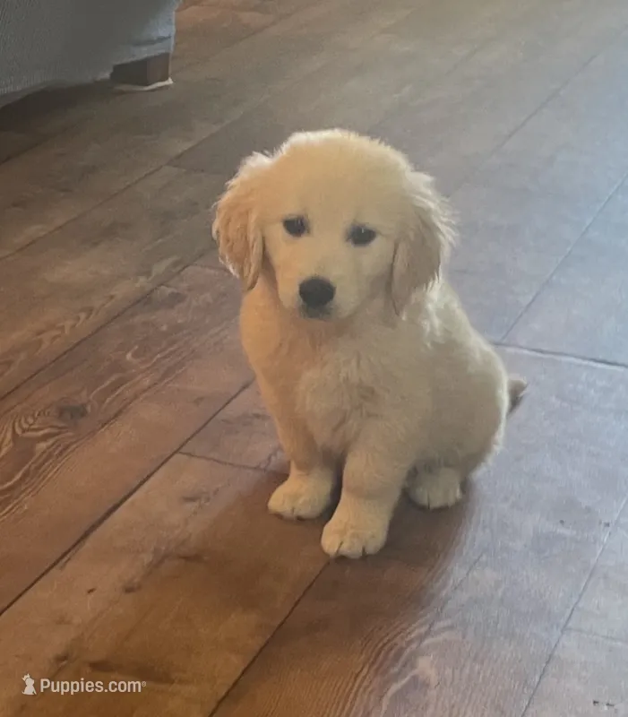 Mia – English Cream Golden Retriever puppy for sale in Commodore, PA