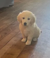 Mia, a female English Cream Golden Retriever for sale in Commodore, PA – 1 of 2