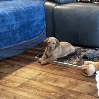 Mia, a female Labrador Retriever for sale in Commodore, PA – 2 of 2