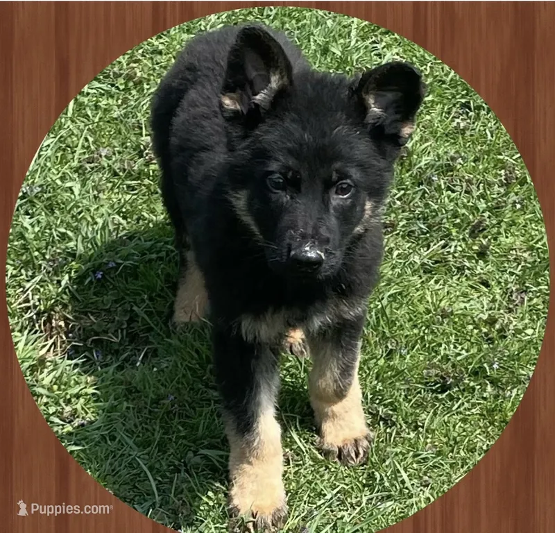 Maggie – German Shepherd Dog puppy for sale in Commodore, PA