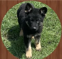 Maggie, a female German Shepherd Dog for sale in Commodore, PA – 1 of 1