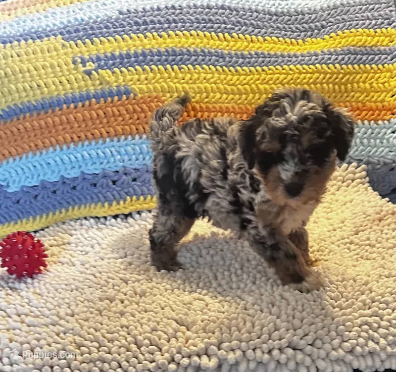 Buddy – Miniature Bernedoodle puppy for sale in Commodore, PA