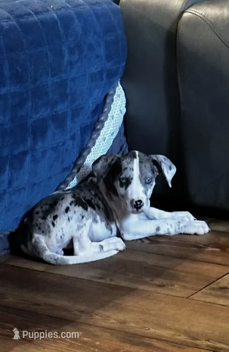Luna – Great Dane puppy for sale in Commodore, PA