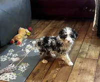 Jax, a male Miniature Bernedoodle for sale in Commodore, PA – 2 of 2