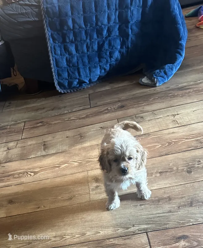 Charlie – Cockapoo puppy for sale in Commodore, PA