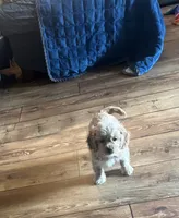 Charlie, a male Cockapoo for sale in Commodore, PA – 1 of 2