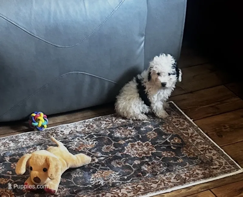Athena – Poodle - Miniature  puppy for sale in Commodore, PA