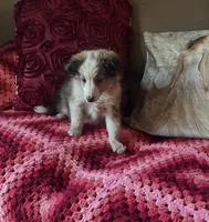 Buddy, a male Shetland Sheepdog for sale in Commodore, PA – Photo 2 of 2