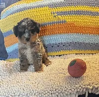 Buddy, a male Miniature Bernedoodle for sale in Commodore, PA – 2 of 2