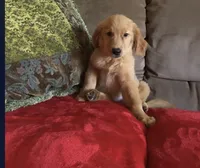 Reba, a female Golden Retriever for sale in Commodore, PA – 1 of 1