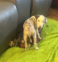 Sophia, a female Great Dane for sale in Commodore, PA – Photo 1 of 2