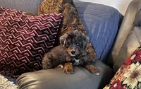 Tanner, a male Miniature Bernedoodle for sale in Commodore, PA – 2 of 2