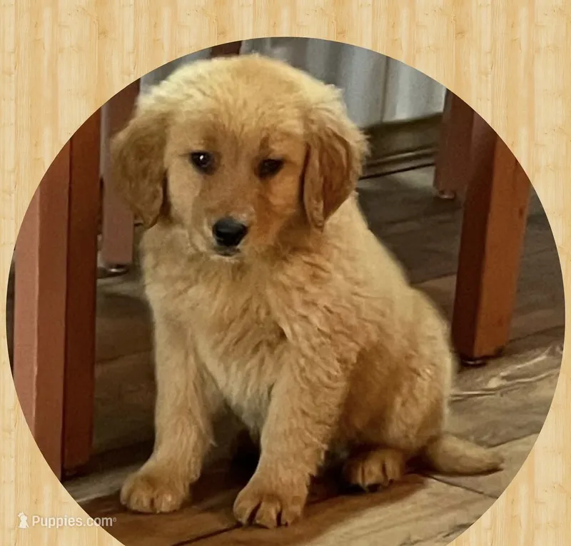 Buddy – Golden Retriever puppy for sale in Commodore, PA
