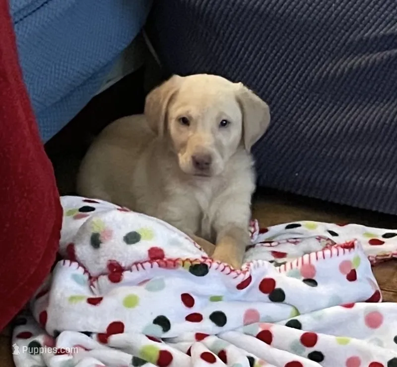 Marty – Labrador Retriever puppy for sale in Commodore, PA
