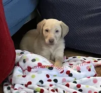 Marty, a male Labrador Retriever for sale in Commodore, PA – 1 of 1