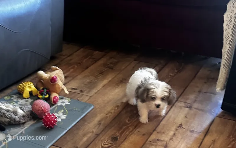 Toby – Shihpoo puppy for sale in Commodore, PA