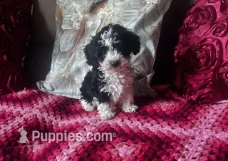Tanner – Poodle - Miniature  puppy for sale in Commodore, PA