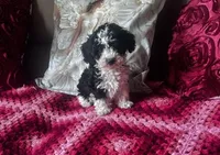 Tanner, a male Poodle - Miniature  for sale in Commodore, PA – 1 of 1