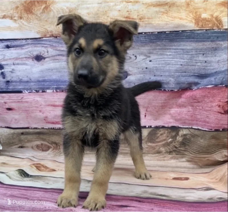 Max – German Shepherd Dog puppy for sale in Commodore, PA