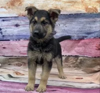 Max, a male German Shepherd Dog for sale in Commodore, PA – 1 of 1