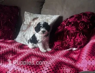 Charlie – Poodle - Miniature  puppy for sale in Commodore, PA