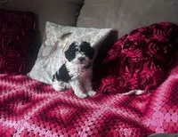 Charlie, a male Poodle - Miniature  for sale in Commodore, PA – 1 of 1