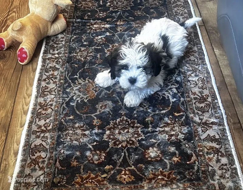 Toby – Shihpoo puppy for sale in Commodore, PA