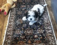 Toby, a male Shihpoo for sale in Commodore, PA – 1 of 2