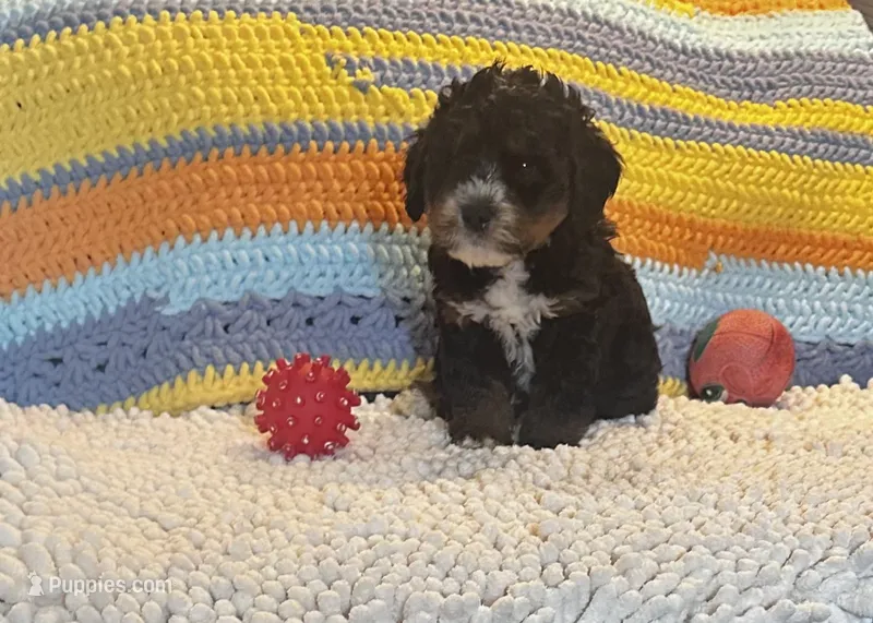 Athena – Miniature Bernedoodle puppy for sale in Commodore, PA