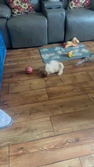 Kai, a male Shih Tzu for sale in Commodore, PA – 2 of 2