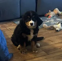 Bernie, a female Bernese Mountain Dog for sale in Commodore, PA – 2 of 2