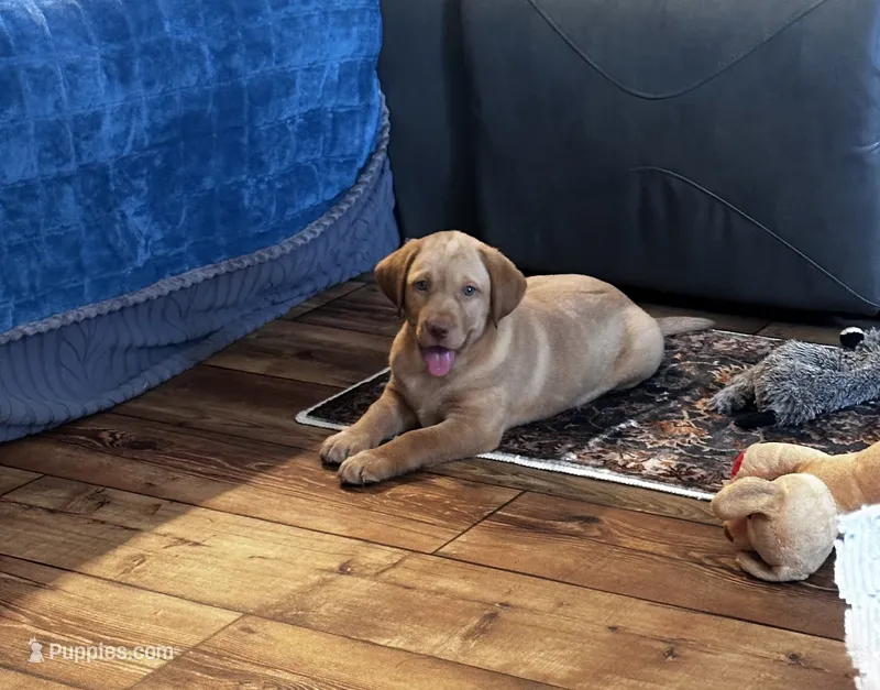 Mia – Labrador Retriever puppy for sale in Commodore, PA