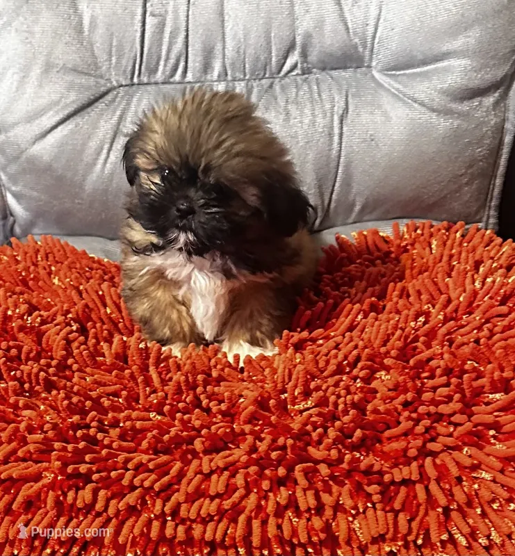 Lillie – Shih Tzu puppy for sale in Commodore, PA