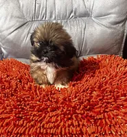 Lillie, a female Shih Tzu for sale in Commodore, PA – 1 of 1