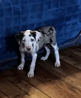 Zoey, a female Great Dane for sale in Commodore, PA – 2 of 2