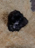 Mia, a female Shih Tzu for sale in Commodore, PA – Photo 2 of 2