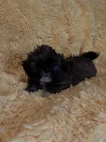 Mia, a female Shih Tzu for sale in Commodore, PA – Photo 1 of 2