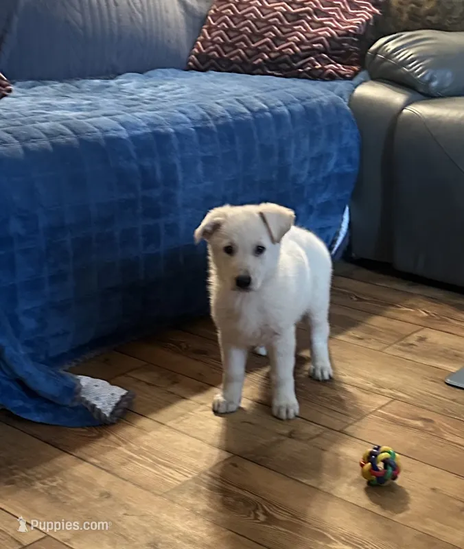 Sadie – German Shepherd Dog puppy for sale in Commodore, PA