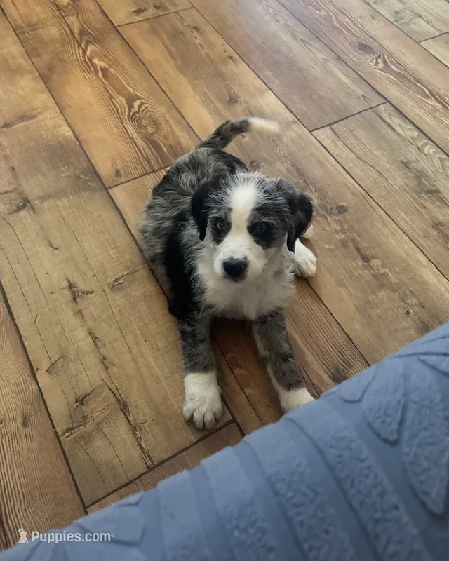 Tanner – Labradoodle puppy for sale in Commodore, PA