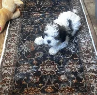 Toby, a male Shihpoo for sale in Commodore, PA – 2 of 2