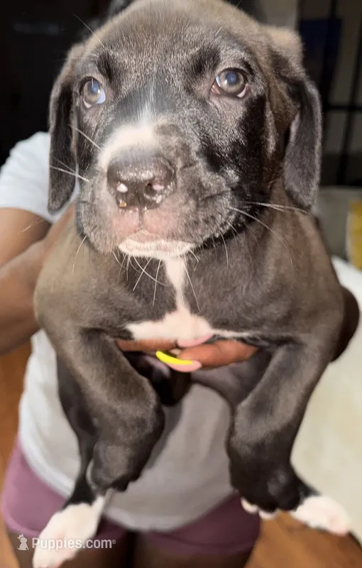     Titan – Great Dane, Cane Corso puppy for sale in Covington, GA