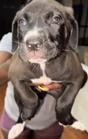     Titan, a male Great Dane and Cane Corso for sale in Covington, GA – 1 of 1