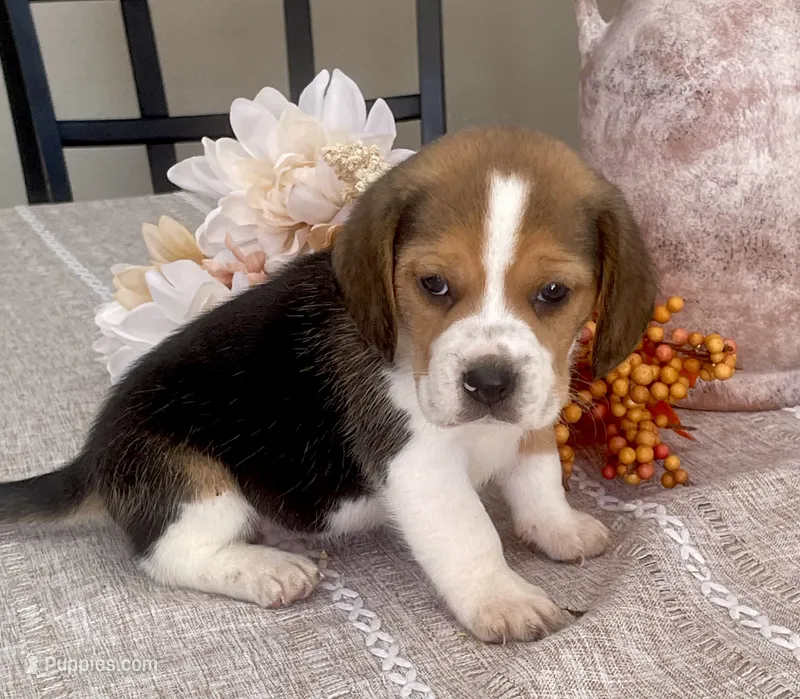 Charlie, a male Beagle for sale in Belle, MO – 1 of 1