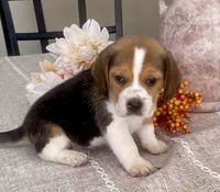 Charlie, a male Beagle for sale in Belle, MO – 1 of 1