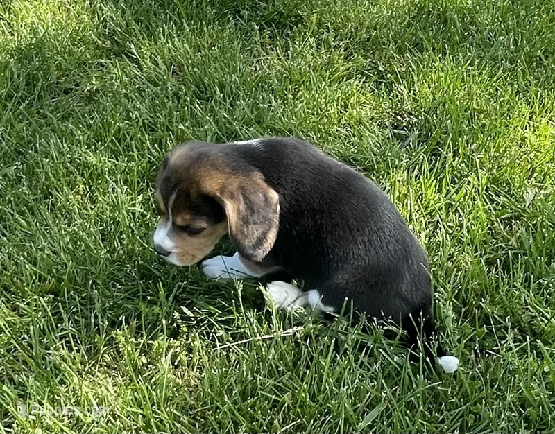 Sunshine  – Beagle puppy for sale in Belle, MO